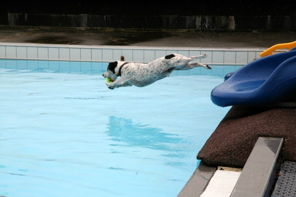 Dog jumping into pool at Dogs and Togs session.