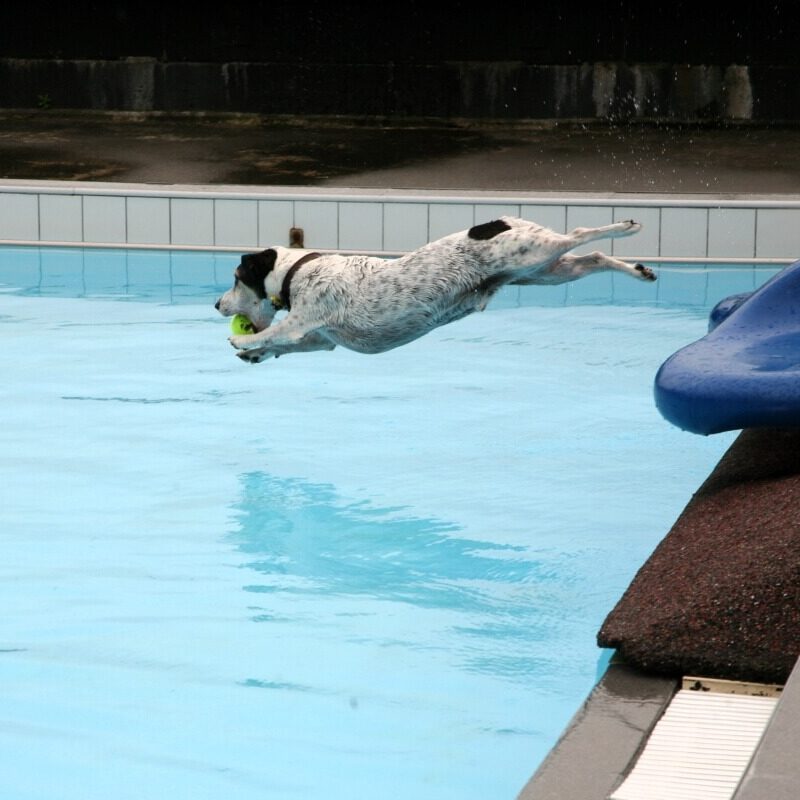 Dog jumping into pool at Dogs and Togs session.